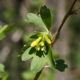 Ribes aureum