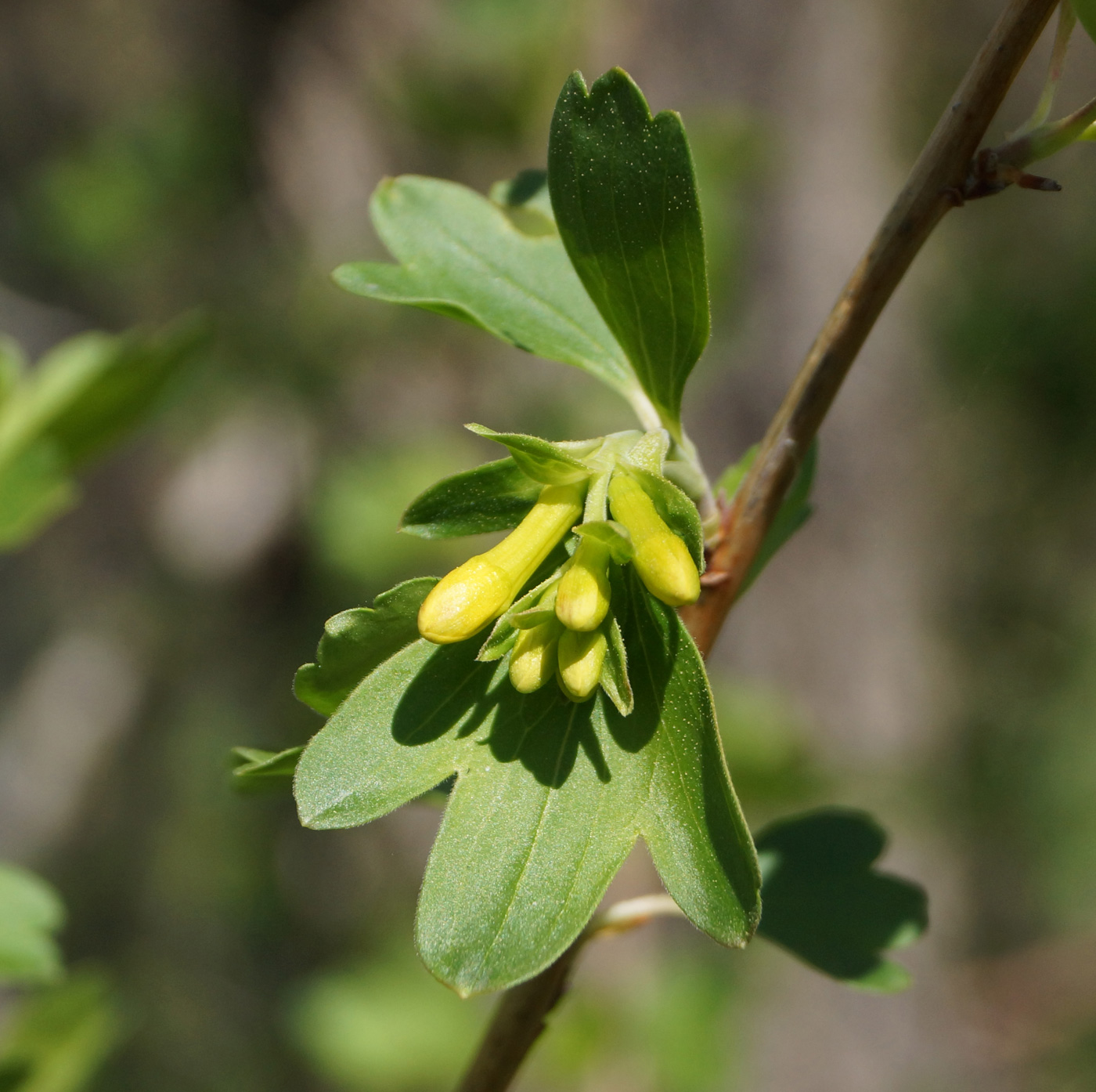 Изображение особи Ribes aureum.