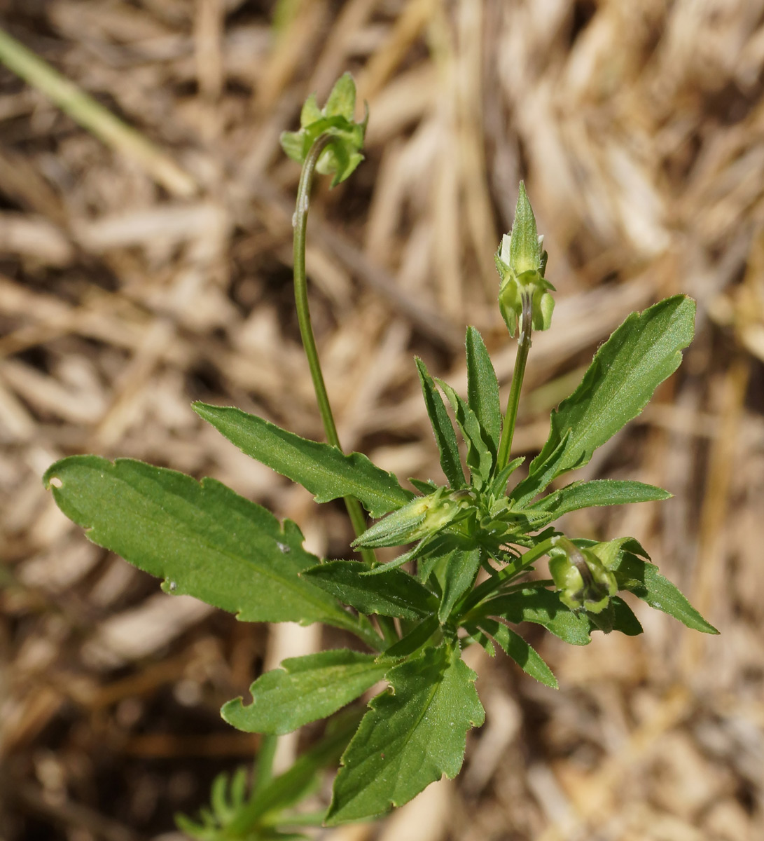 Image of Viola arvensis specimen.