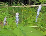 Vicia cracca