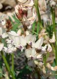 Astragalus tugarinovii