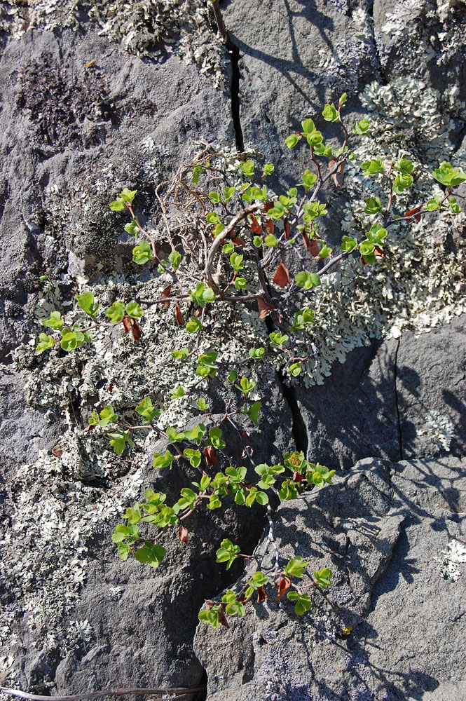 Изображение особи Spiraea trilobata.