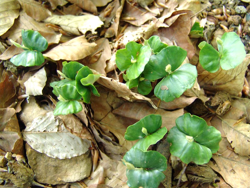 Image of Fagus orientalis specimen.