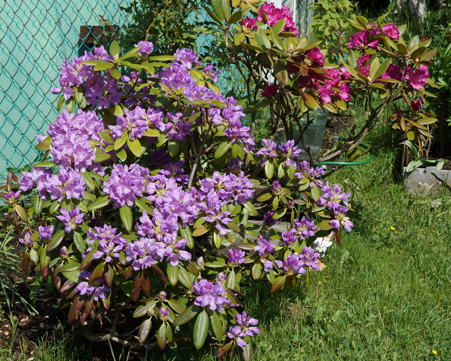 Изображение особи род Rhododendron.