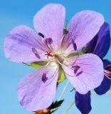 Geranium pratense. Цветок с каплями росы. Подмосковье, окр. г. Одинцово, разнотравный луг. Август 2015 г.