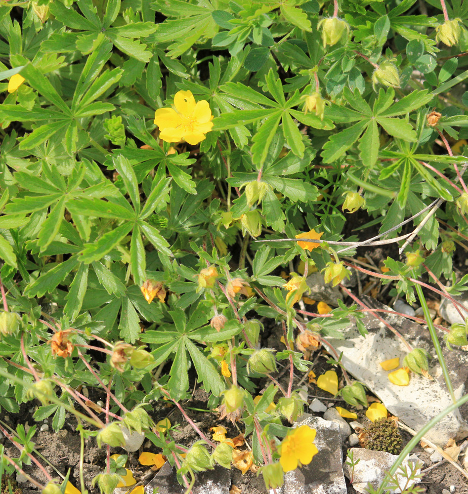 Изображение особи Potentilla sphenophylla.