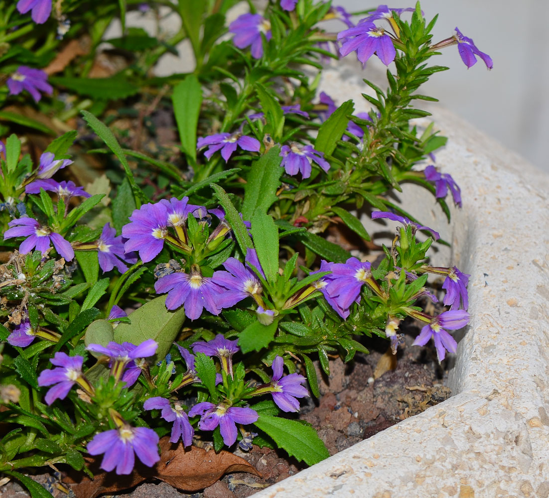 Изображение особи Scaevola humilis.