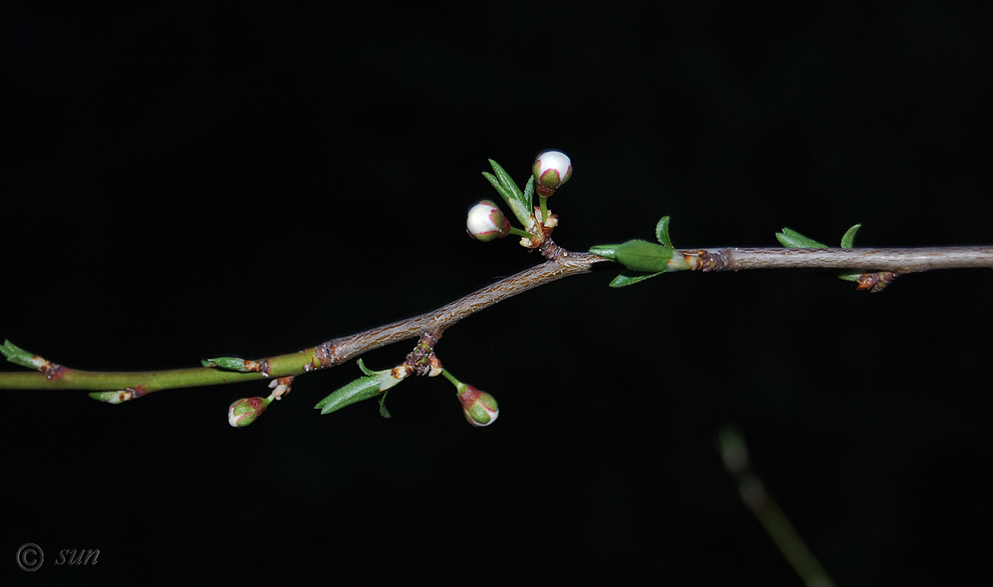 Изображение особи Prunus cerasifera.