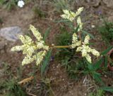 Aconogonon alpinum. Верхушка растения с соцветиями. Иркутская обл., Ольхонский р-н, побережье оз. Байкал, севернее базы Чара. 05.07.2014.