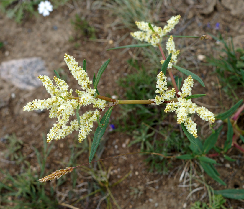 Image of Aconogonon alpinum specimen.