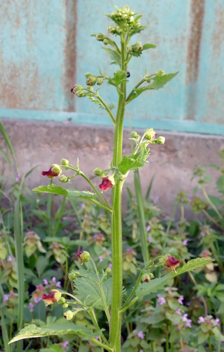 Image of Scrophularia scopolii specimen.