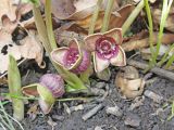 Asarum sieboldii