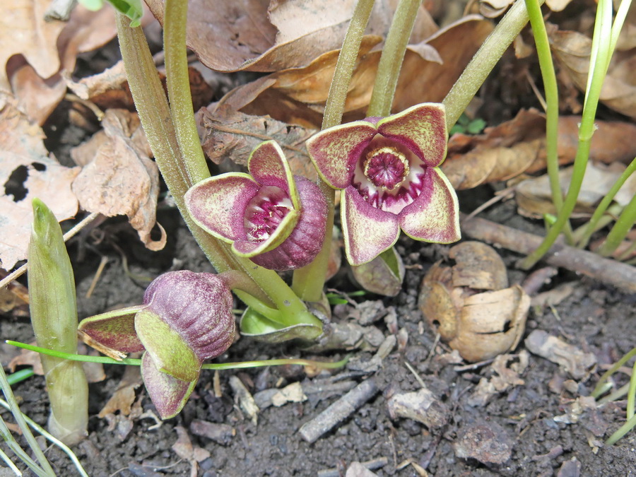 Изображение особи Asarum sieboldii.