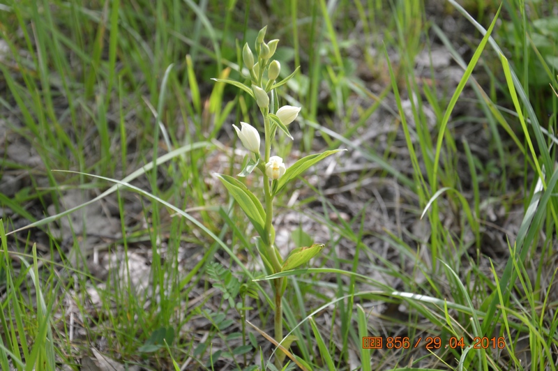 Image of Cephalanthera damasonium specimen.