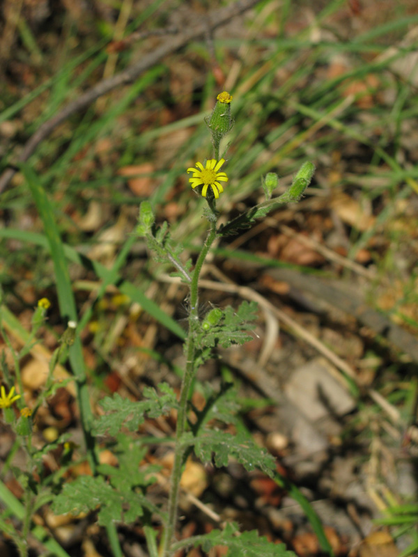 Изображение особи Senecio viscosus.