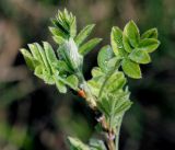 Caragana arborescens