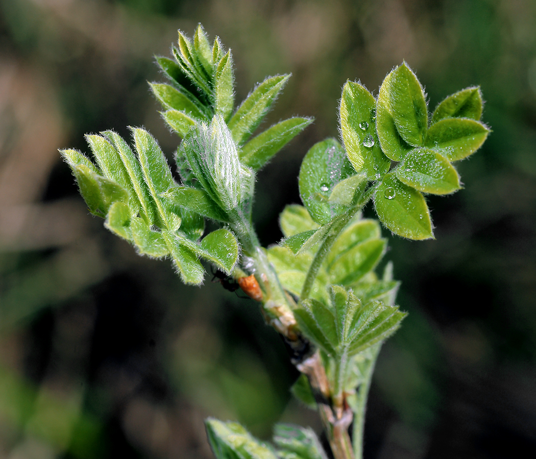 Изображение особи Caragana arborescens.