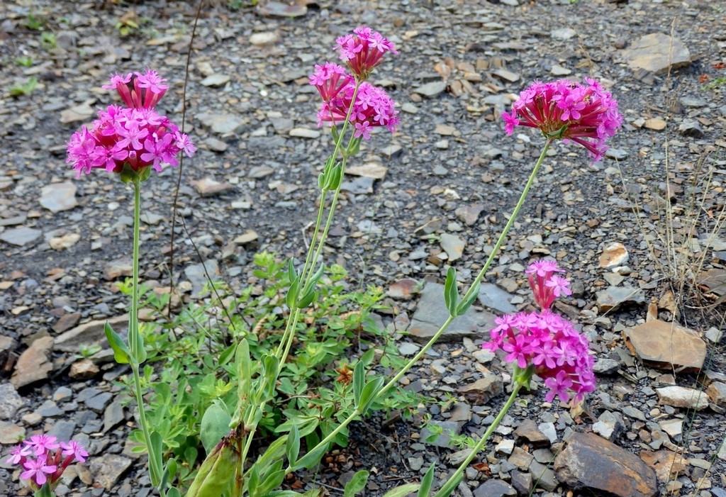 Изображение особи Silene compacta.