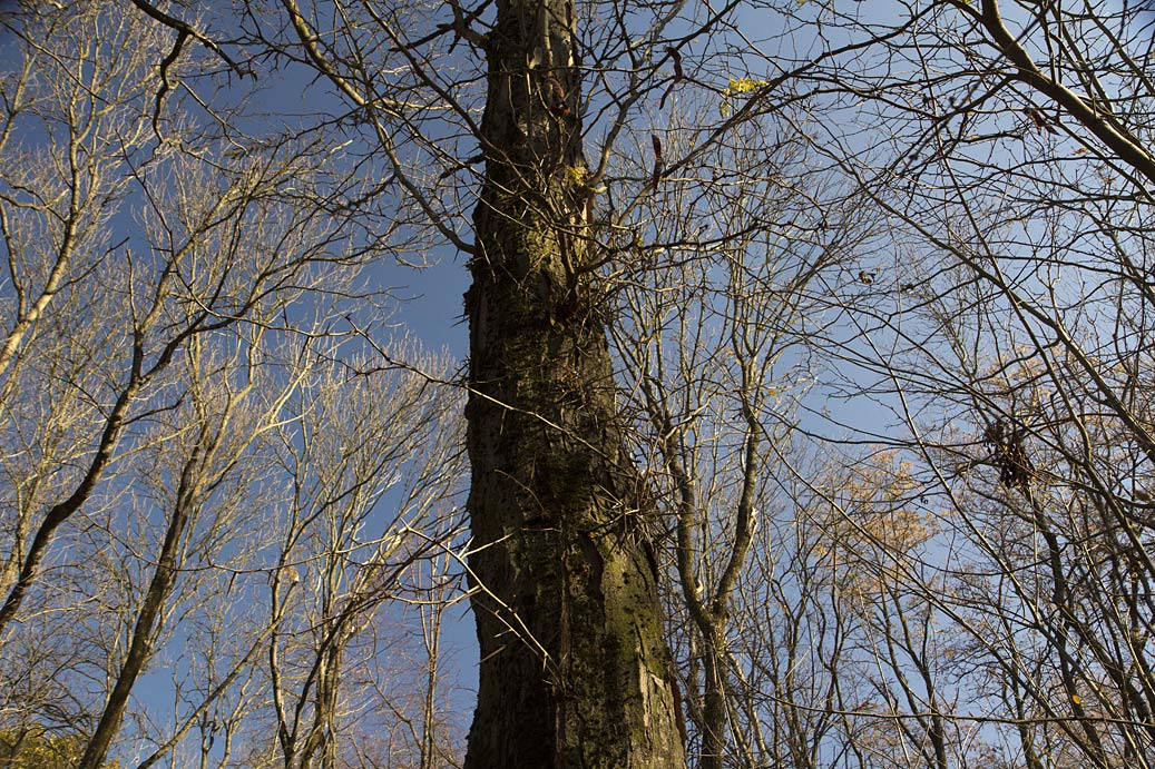 Image of Gleditsia triacanthos specimen.