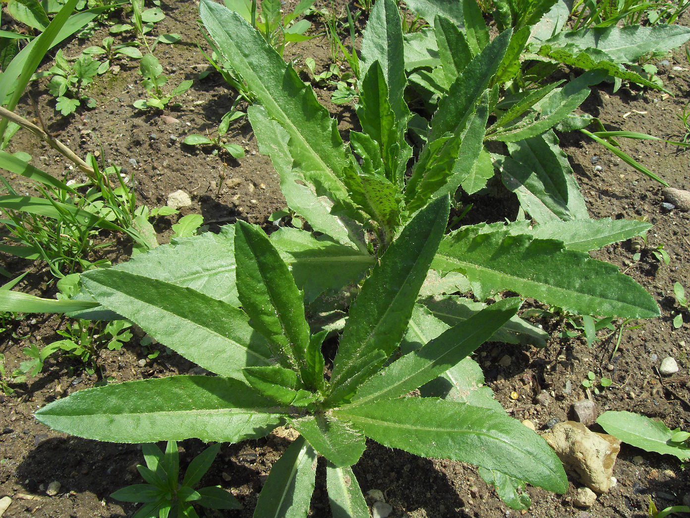 Image of Cirsium setosum specimen.