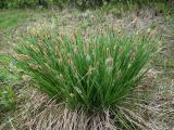 Carex cespitosa. Отцветающее растение. Мурманск, Росляково, обочина заросшего стадиона. 29.05.2016.