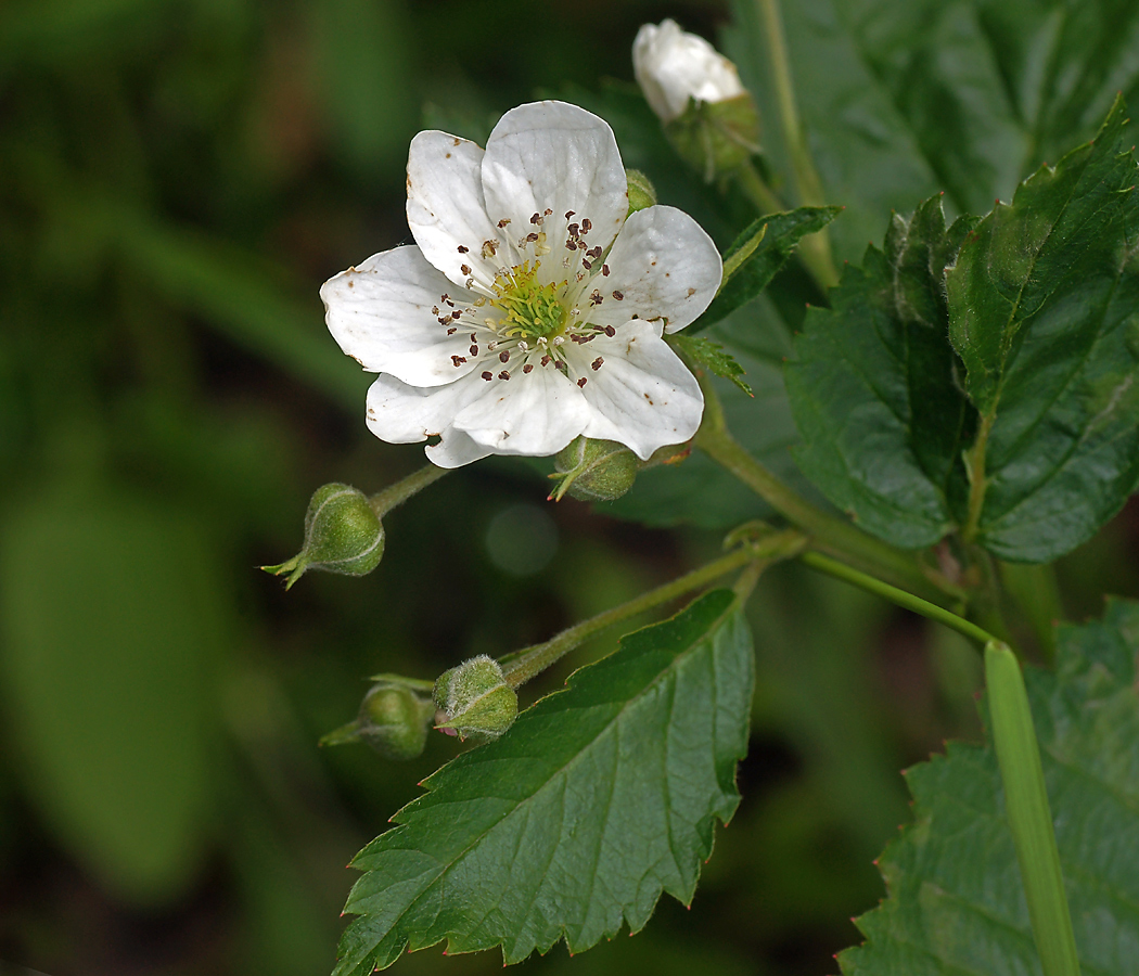 Image of Rubus nessensis specimen.