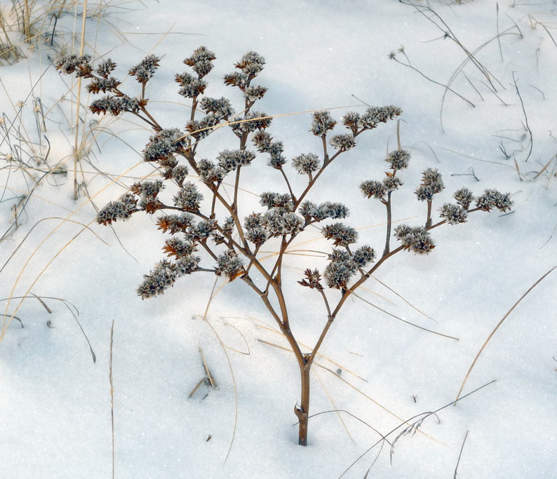 Image of Goniolimon speciosum specimen.