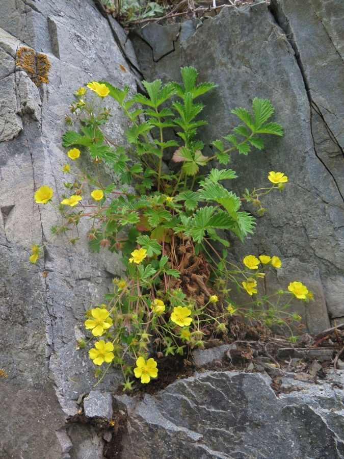 Изображение особи Potentilla rugulosa.