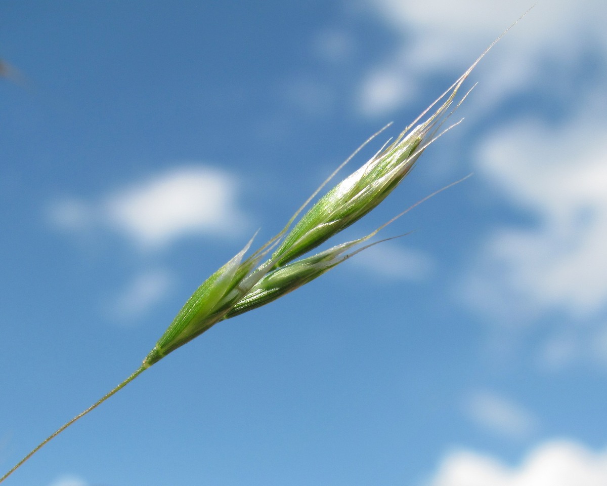 Image of genus Anisantha specimen.