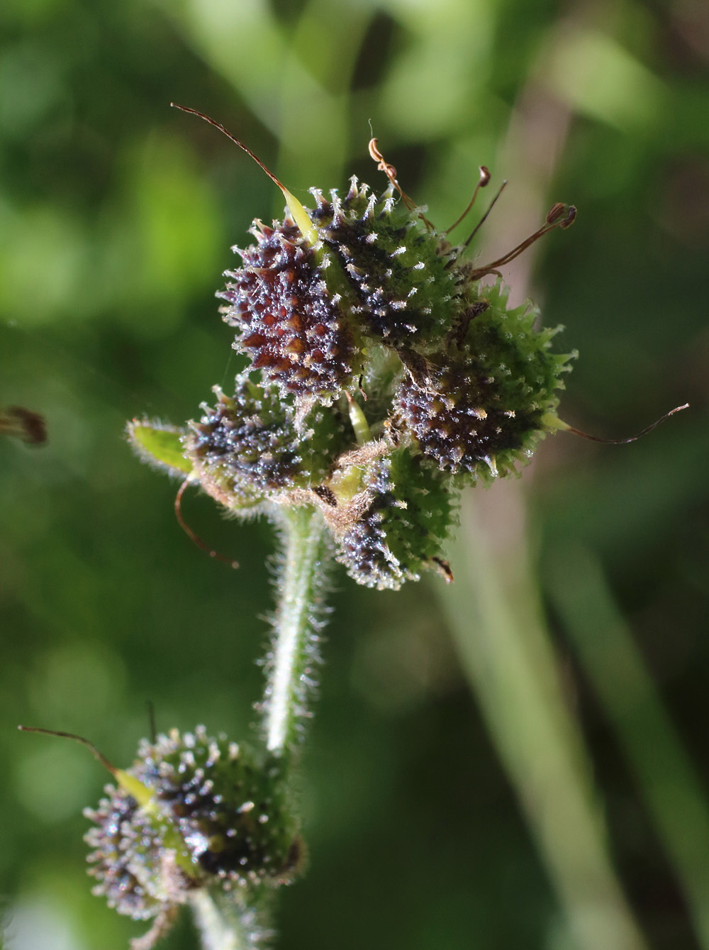 Image of Solenanthus karateginus specimen.