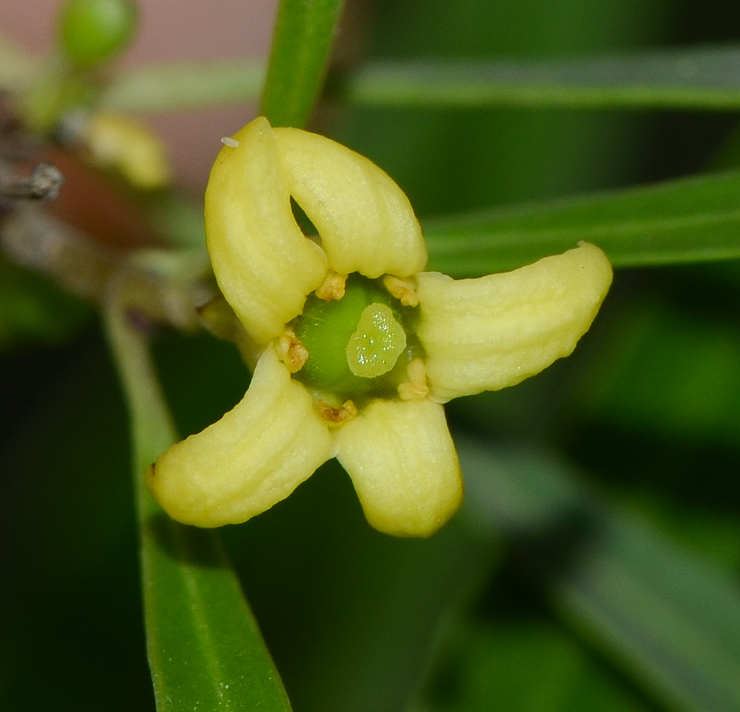 Image of Pittosporum phillyraeoides specimen.