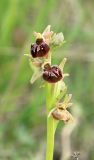 Ophrys mammosa subspecies caucasica. Верхняя часть соцветия. Черноморское побережье Кавказа, г. Новороссийск, окр. Суджукской лагуны, травостой. 26 апреля 2016 г.