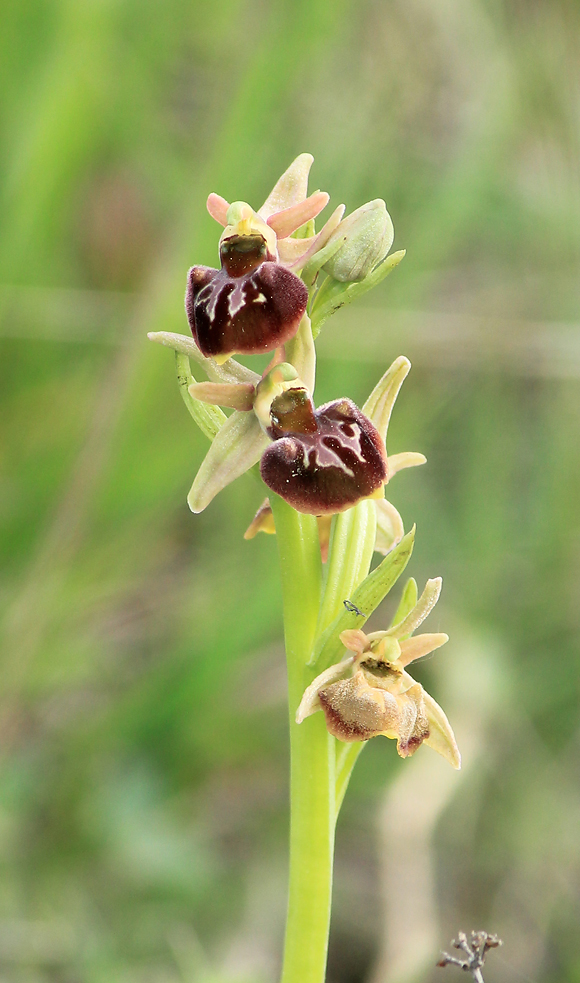 Изображение особи Ophrys mammosa ssp. caucasica.