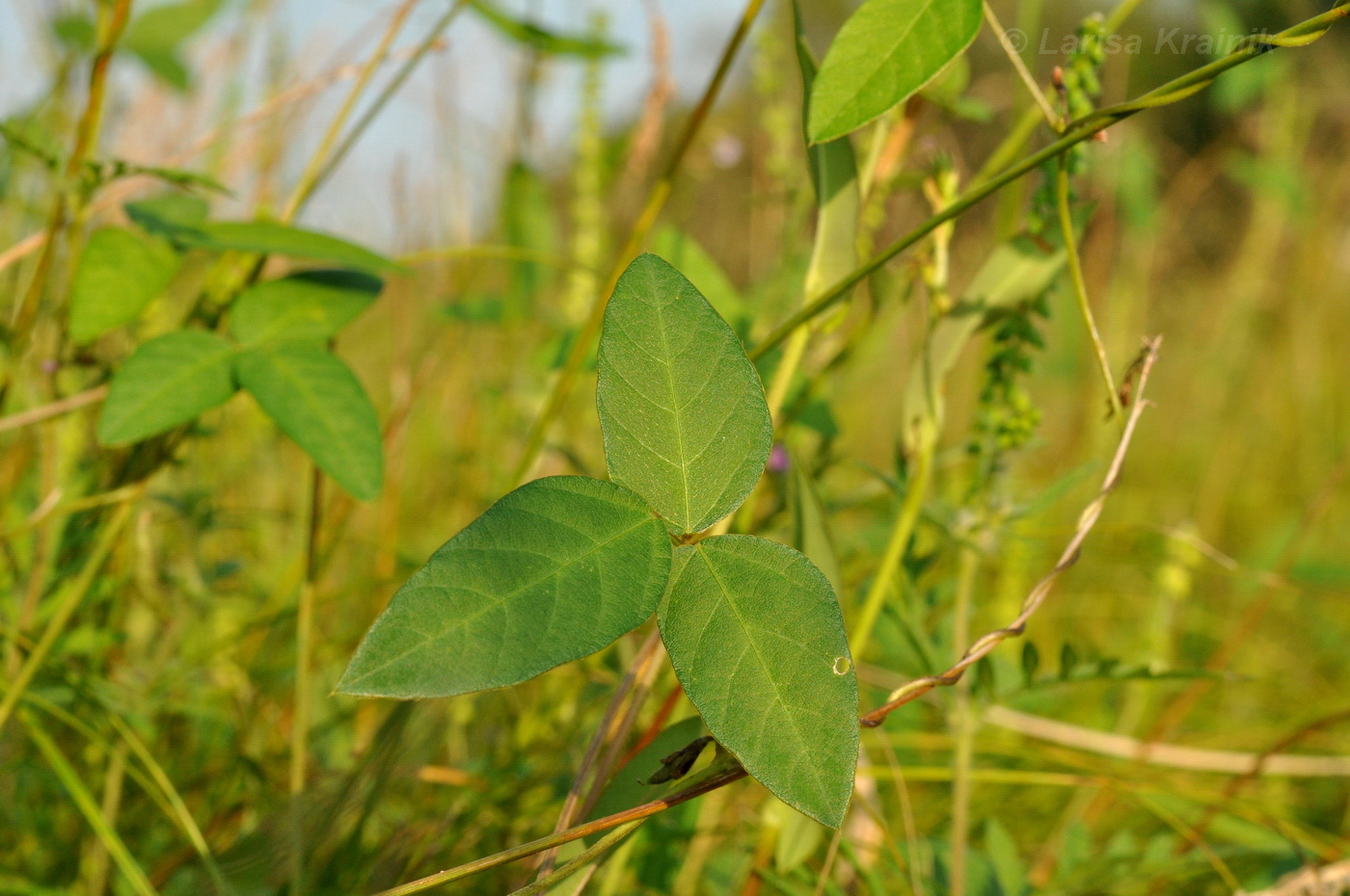 Изображение особи Glycine soja.