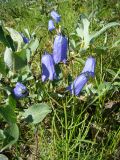 Campanula rotundifolia. Цветки. Ямало-Ненецкий АО, Ямальский р-н, окр. фактории Юрибей на западном побережье п-ова Ямал, обрывистый берег р. Юрибей. 7 августа 2012 г.