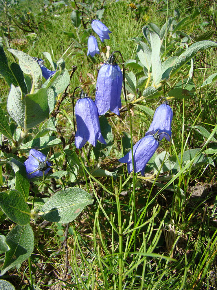 Изображение особи Campanula rotundifolia.