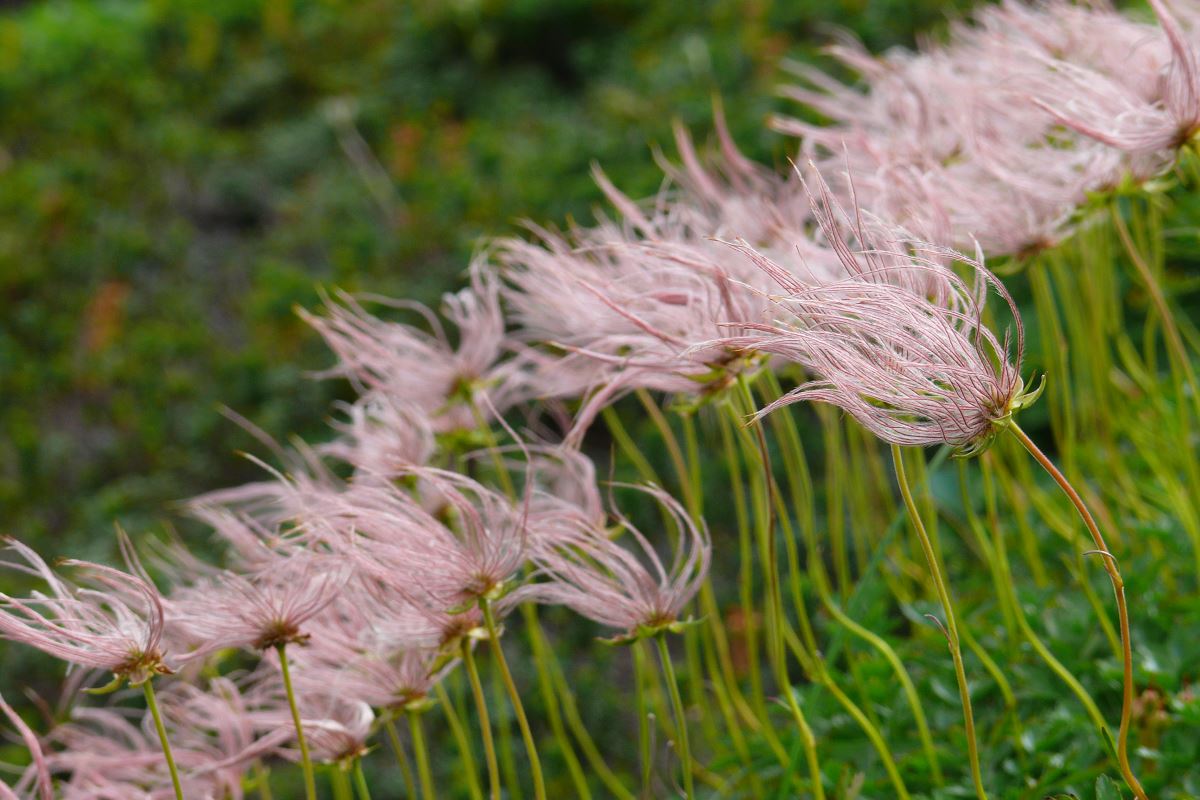 Image of Sieversia pentapetala specimen.