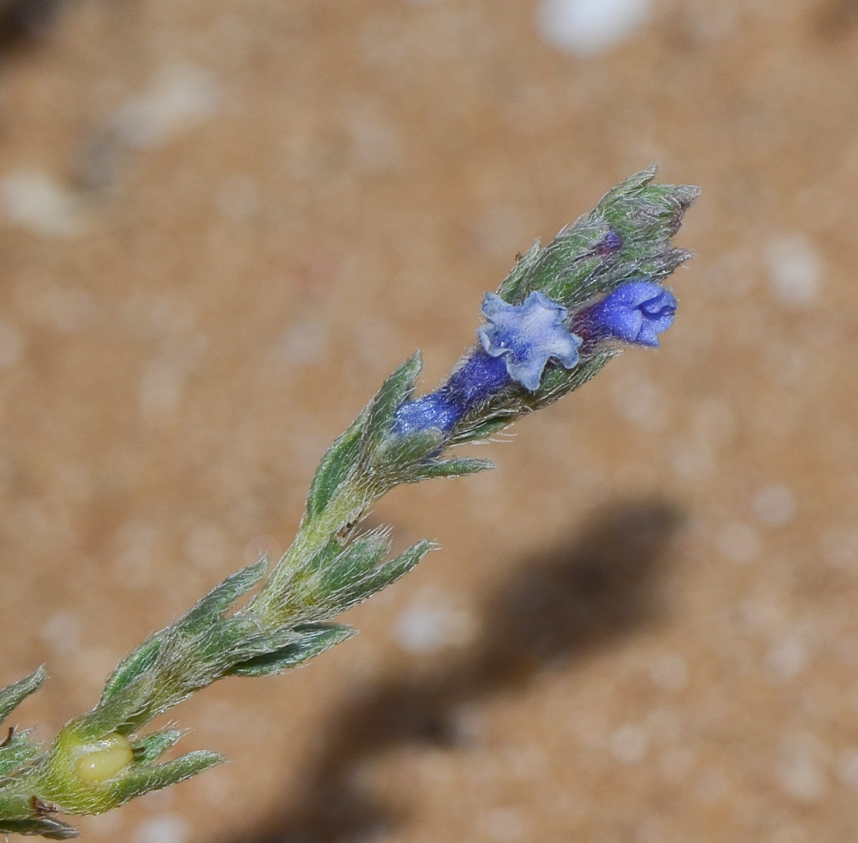 Image of Echiochilon fruticosum specimen.