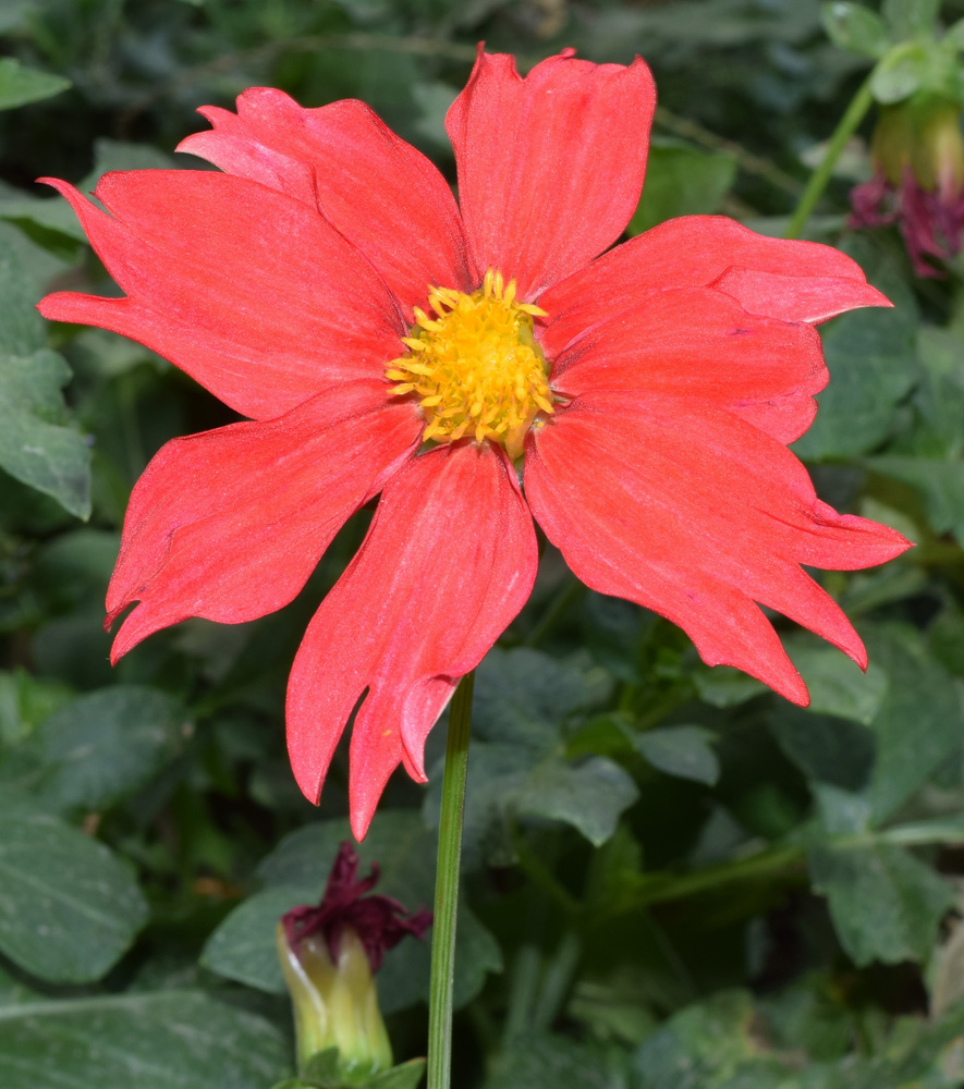 Image of Dahlia pinnata specimen.