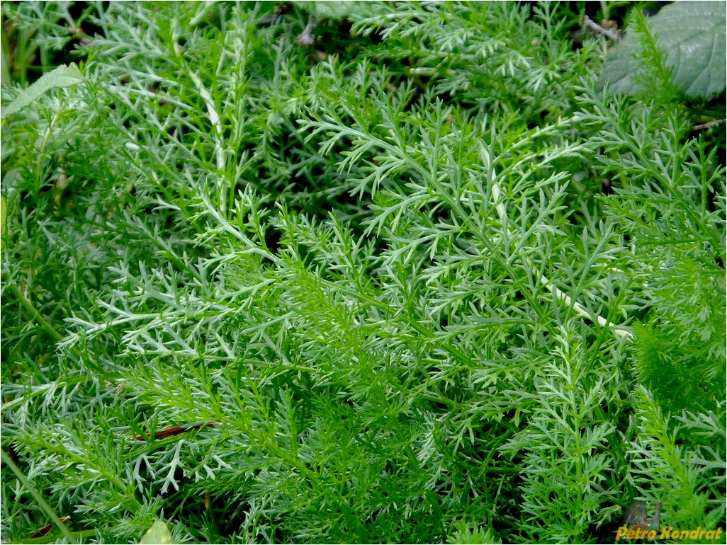 Image of Achillea millefolium specimen.