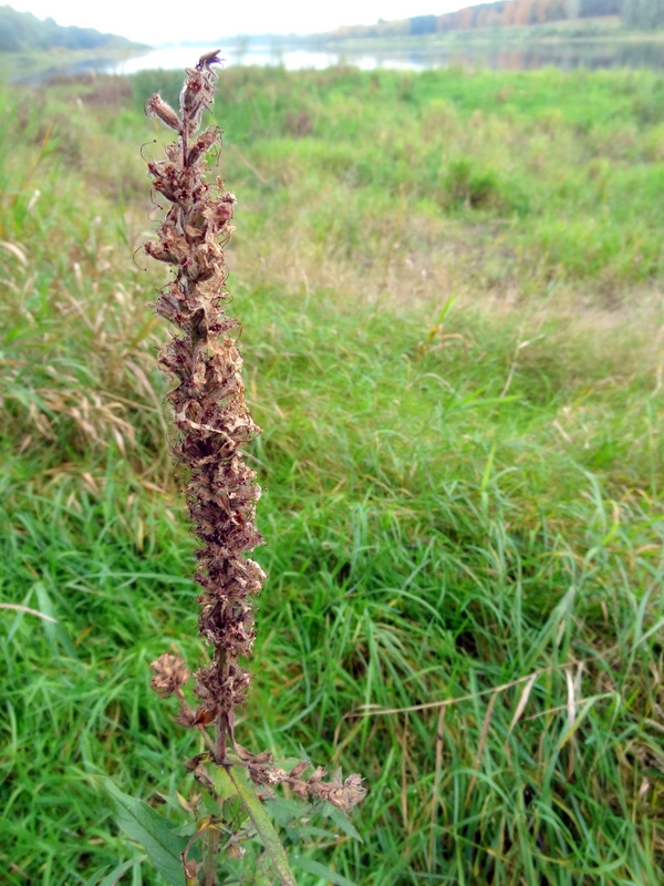 Image of Lythrum salicaria specimen.