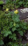 Corydalis nobilis