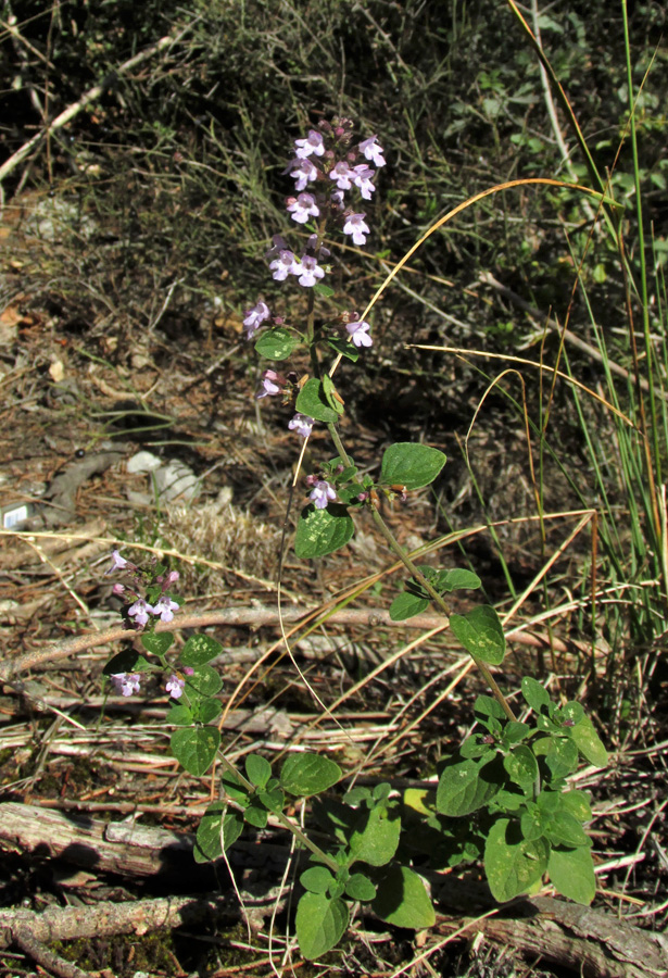 Image of Clinopodium spruneri specimen.