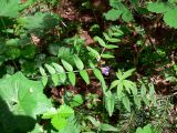 Vicia sepium