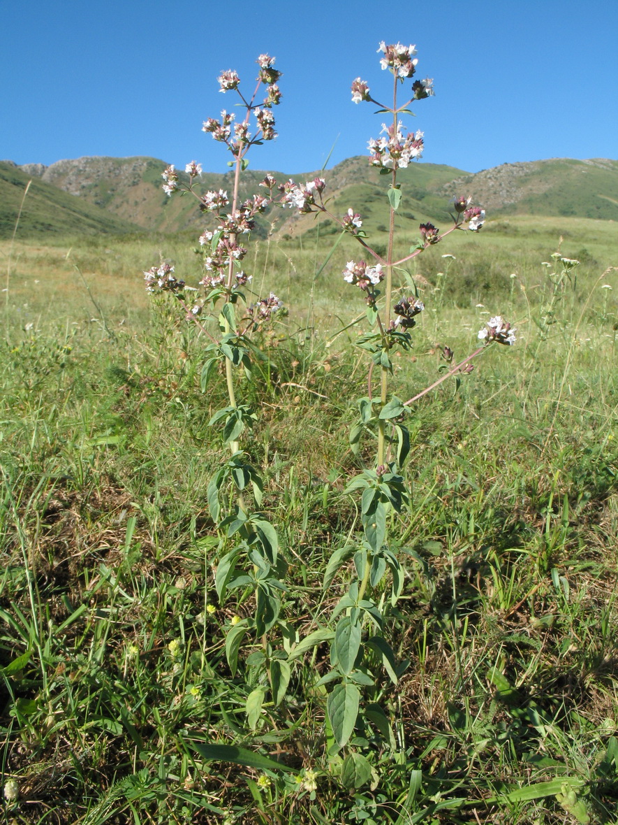 Image of Origanum tyttanthum specimen.