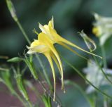 Aquilegia coerulea. Цветок. Республика Татарстан, г. Казань, Казанский зооботанический сад. 22.06.2015.