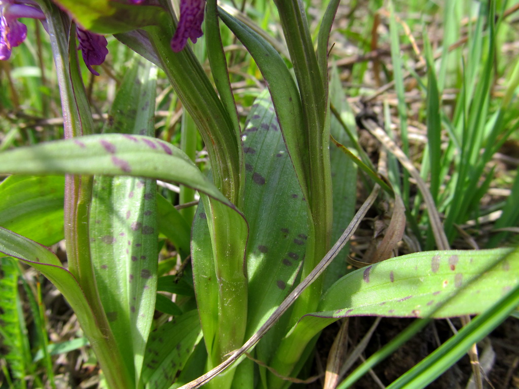 Image of Dactylorhiza majalis specimen.