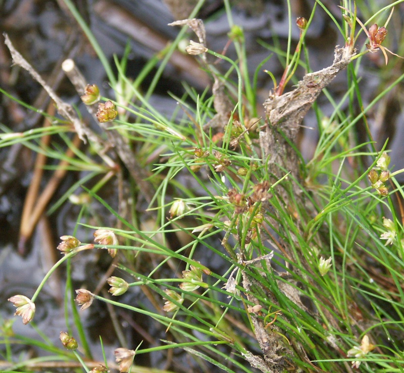 Image of Juncus bulbosus specimen.