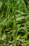 Polygala comosa. Средняя часть цветущего растения. Восточный Казахстан, Кокпектинский р-н, 25 км в горы от с. Пантелеймоновка, ≈ 1000 м н.у.м., сопка. 12.06.2016.