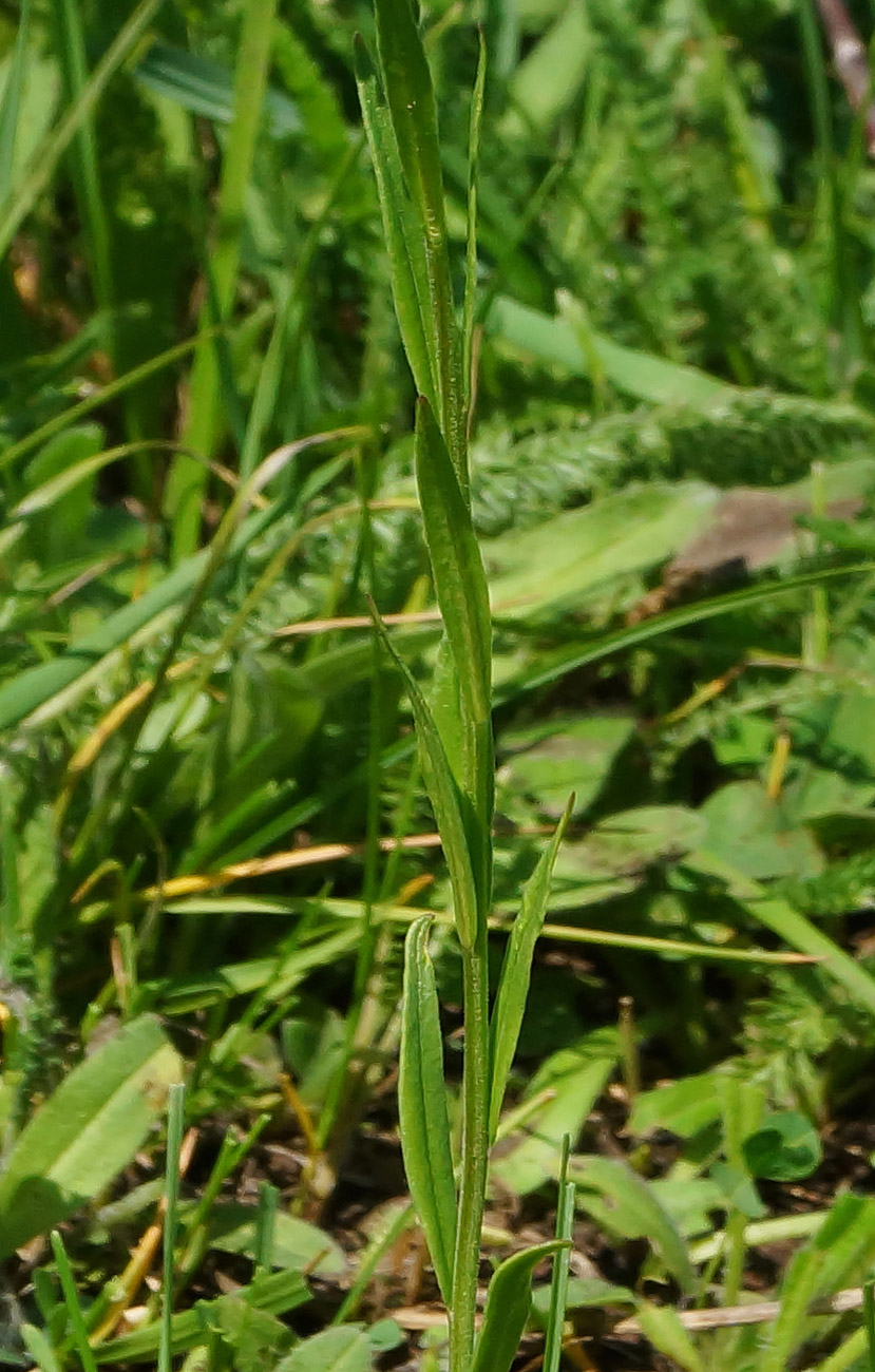 Image of Polygala comosa specimen.